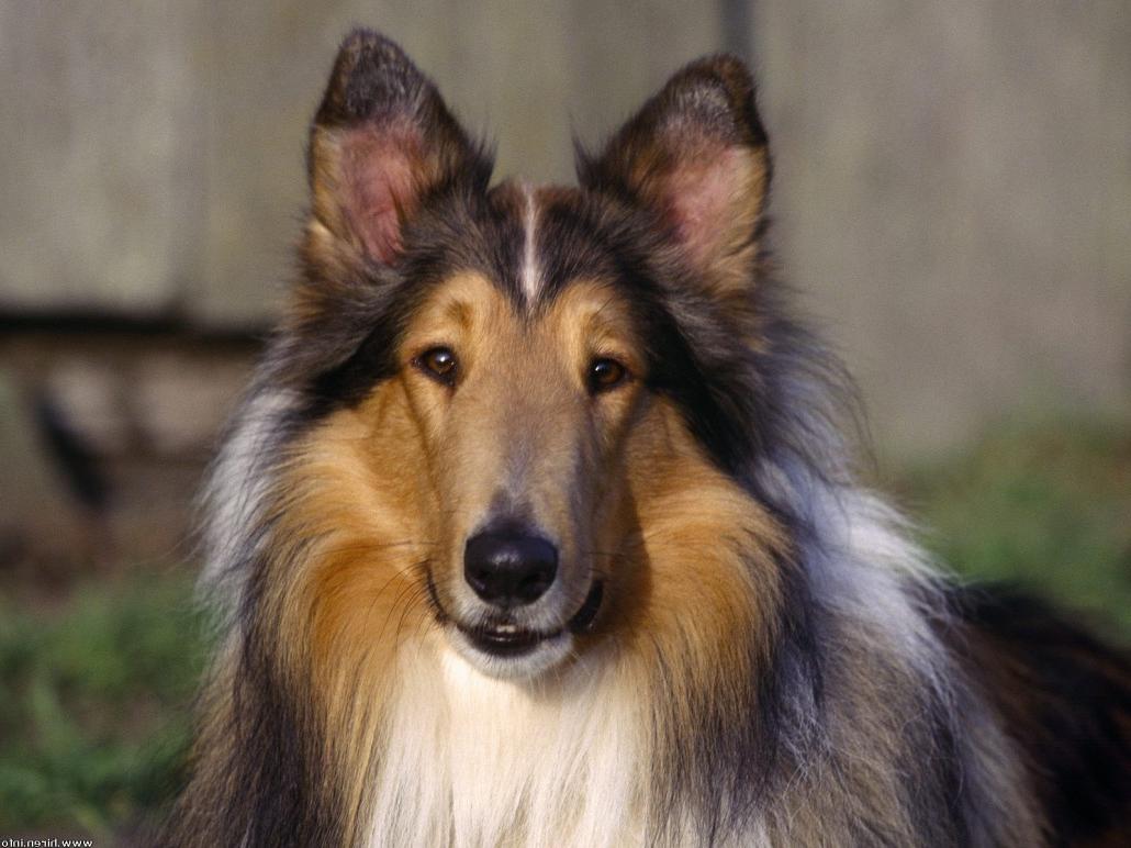 Rough Collie Dog Breed Image 6