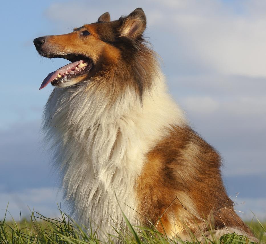 Rough Collie Dog Breed Image 9