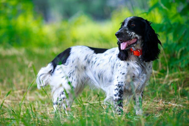 Russian Spaniel Dog Breed Image 11