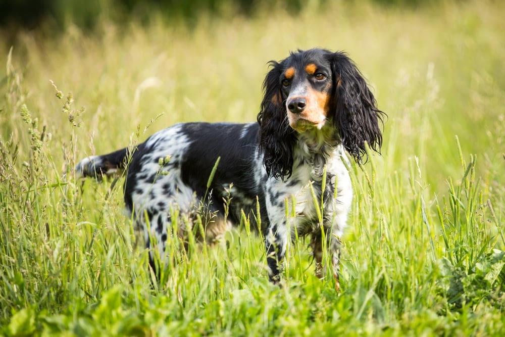 Russian Spaniel Dog Breed Image 14