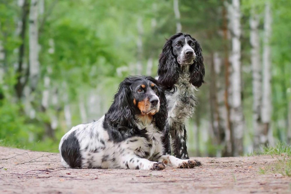 Russian Spaniel Dog Breed Image 16