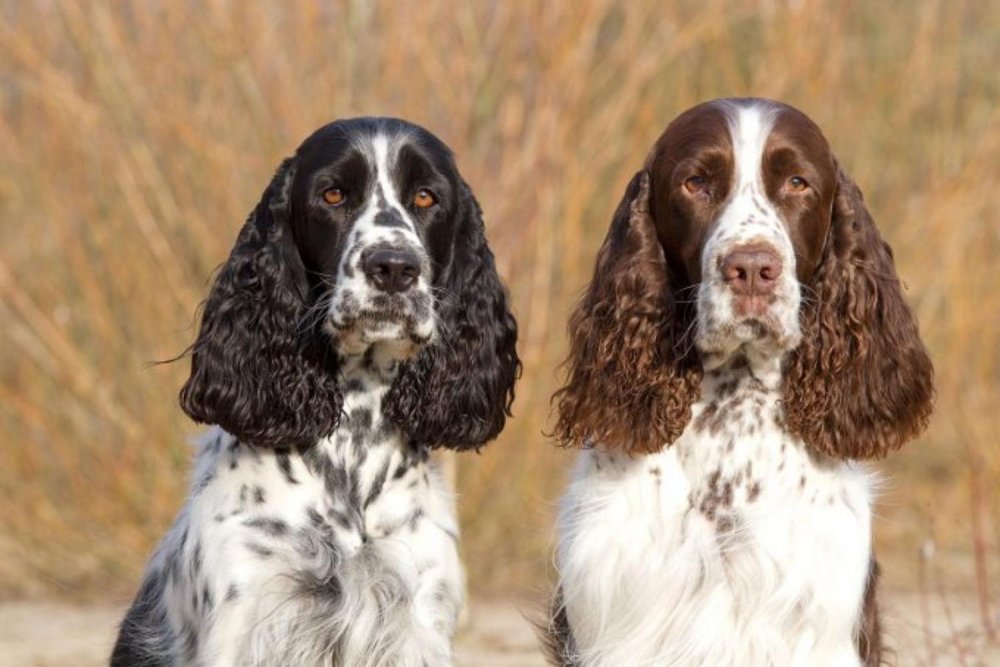 Russian Spaniel Dog Breed Image 3