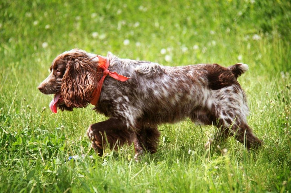 Russian Spaniel Dog Breed Image 4