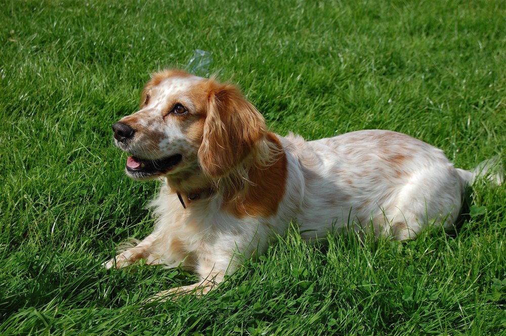 Russian Spaniel Dog Breed Image 8