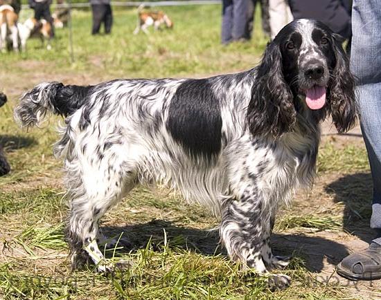 Russian Spaniel Dog Breed Image 9