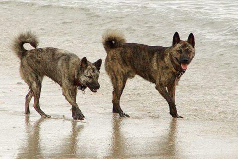 Ryukyu Inu Dog Breed Image 1