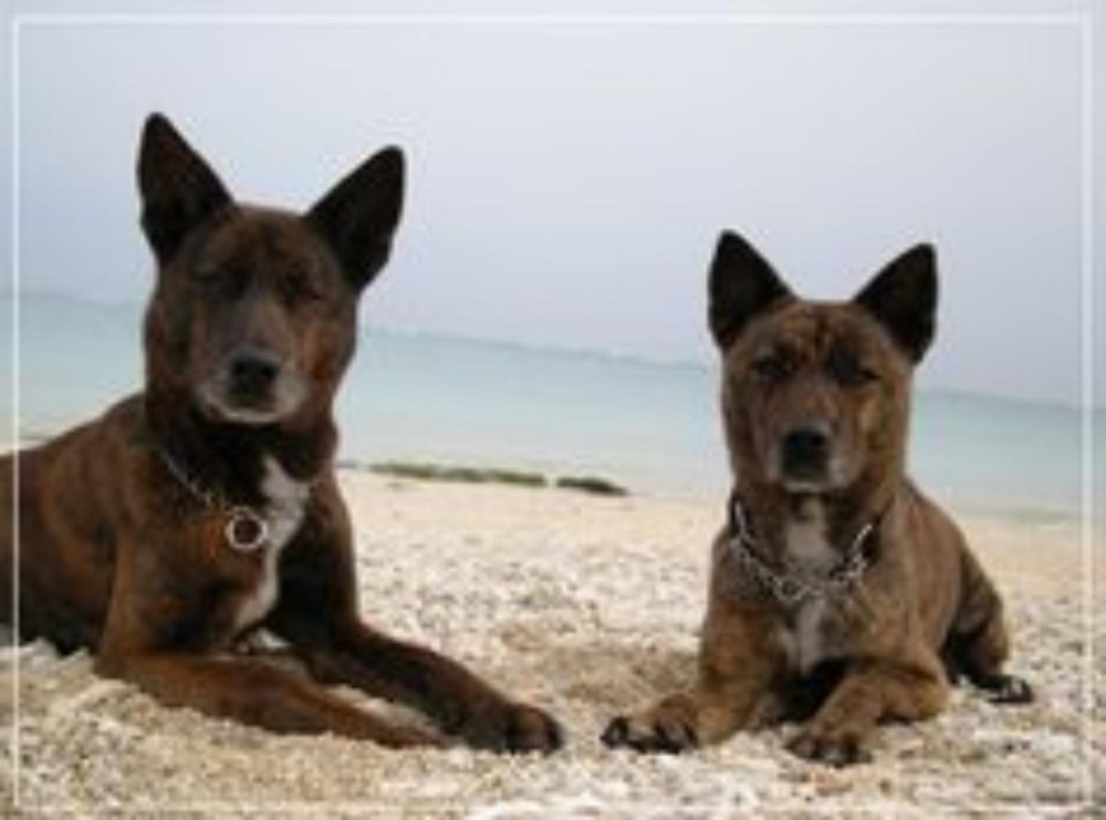 Ryukyu Inu Dog Breed Image 11