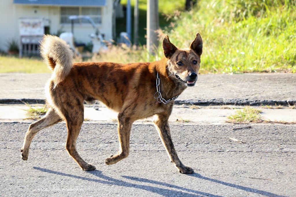 Ryukyu Inu Dog Breed Image 18