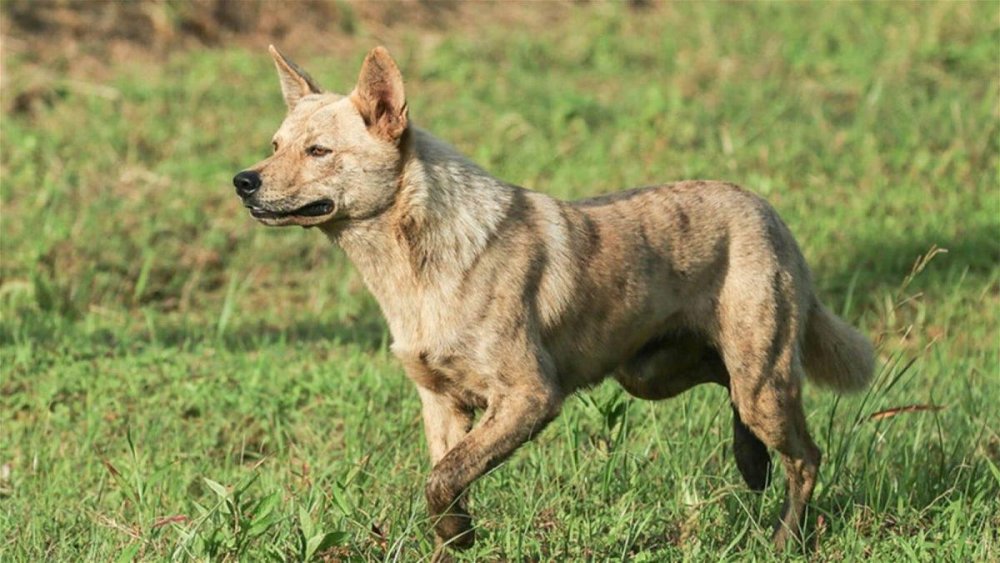 Ryukyu Inu Dog Breed Image 2