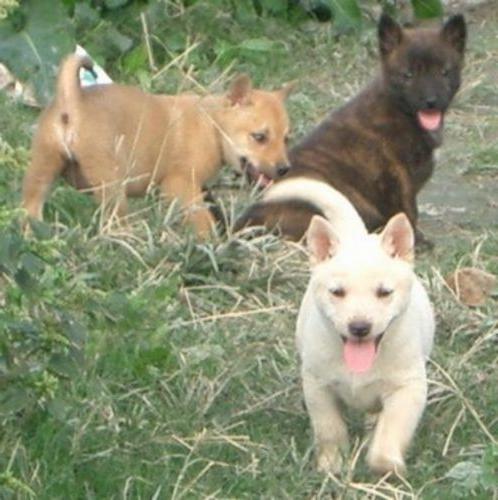 Ryukyu Inu Dog Breed Image 4