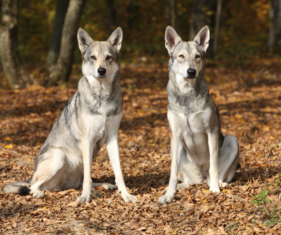 Saarloos WolfDog Breed Image 10