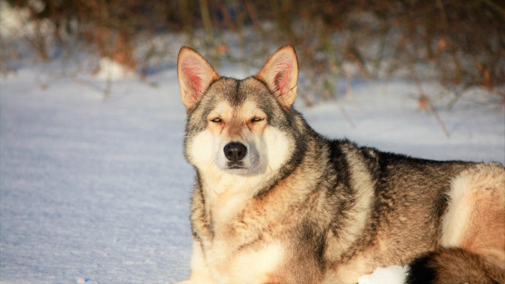 Saarloos WolfDog Breed Image 17