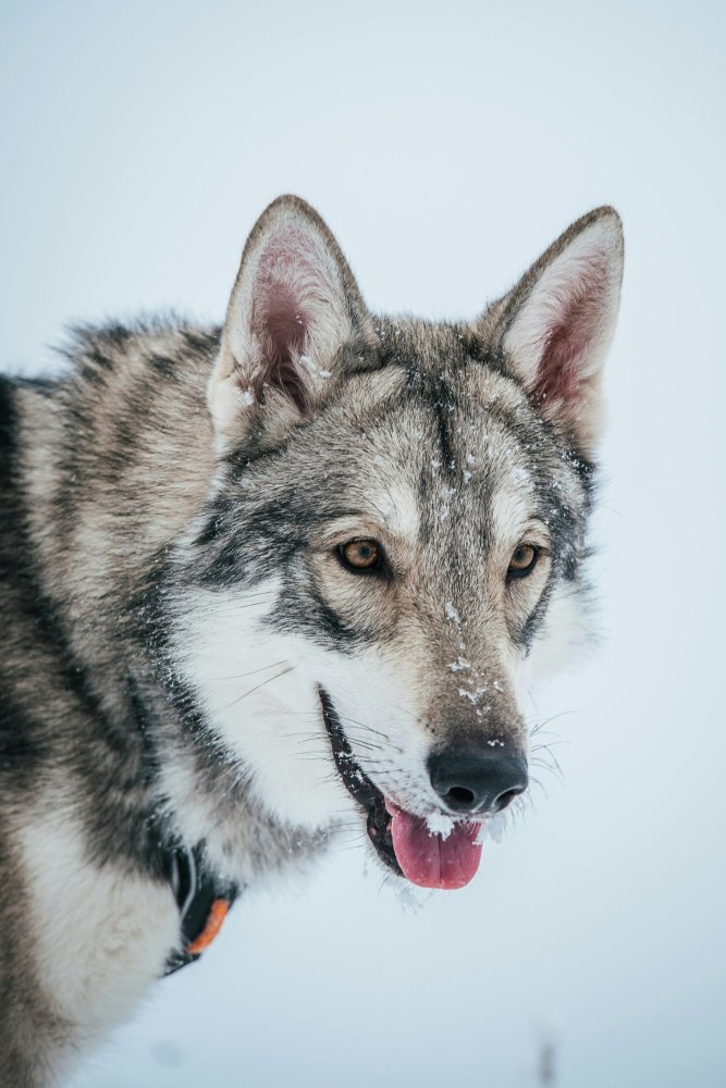 Saarloos WolfDog Breed Image 19