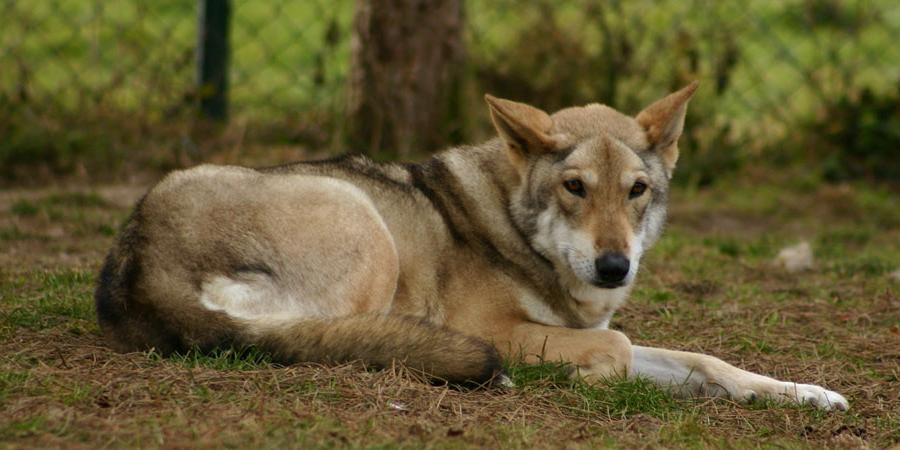 Saarloos WolfDog Breed Image 20