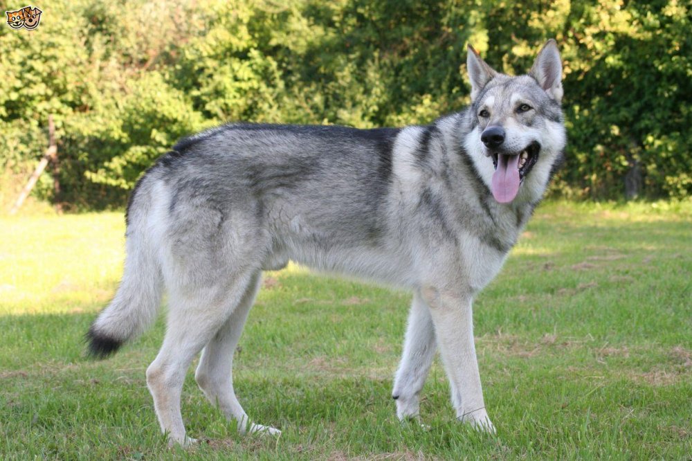 Saarloos WolfDog Breed Image 3