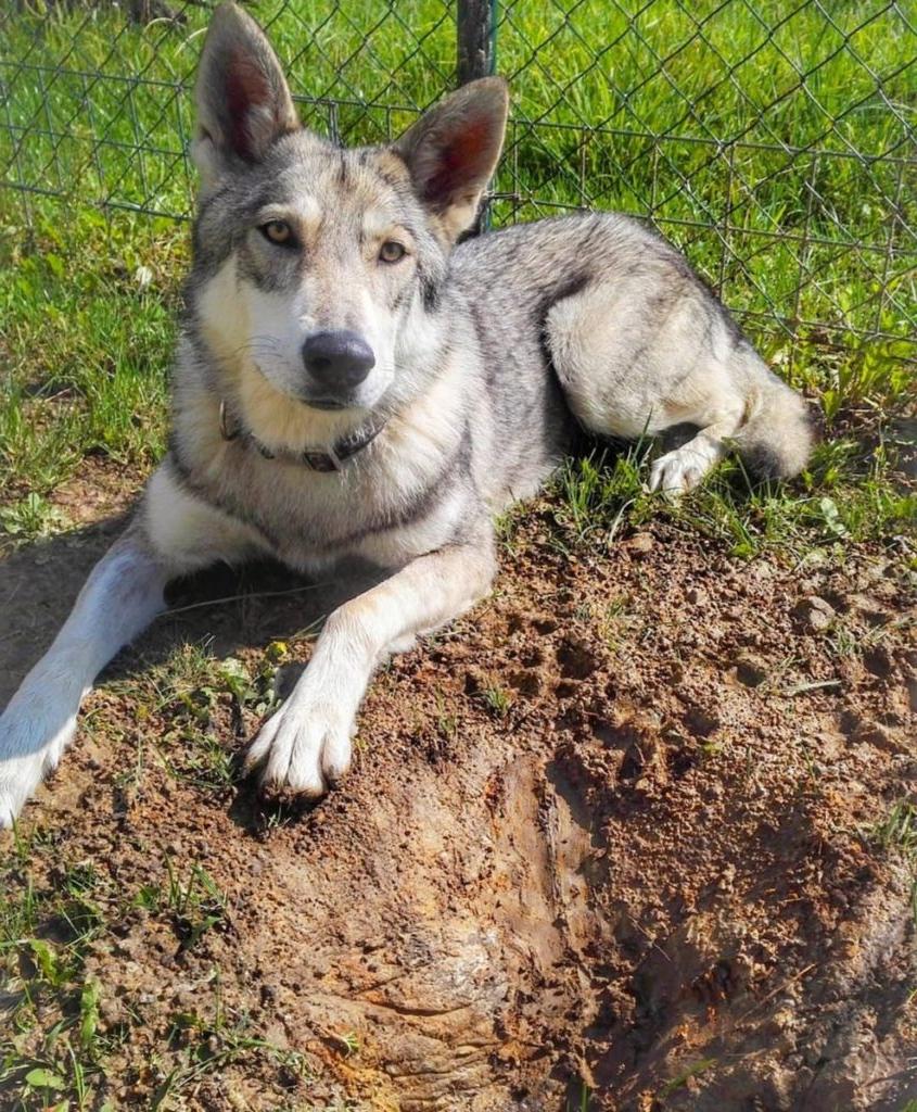 Saarloos WolfDog Breed Image 8