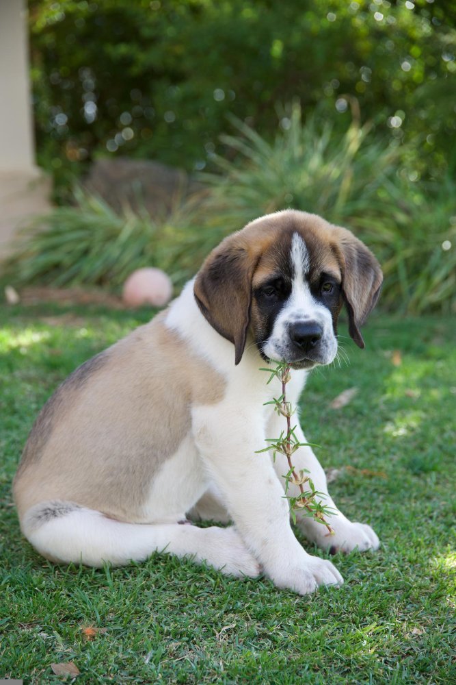 Saint Bernard Dog Breed Image 11