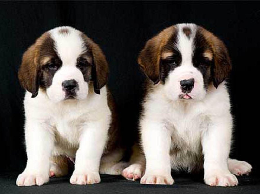 Saint Bernard Dog Breed Image 12