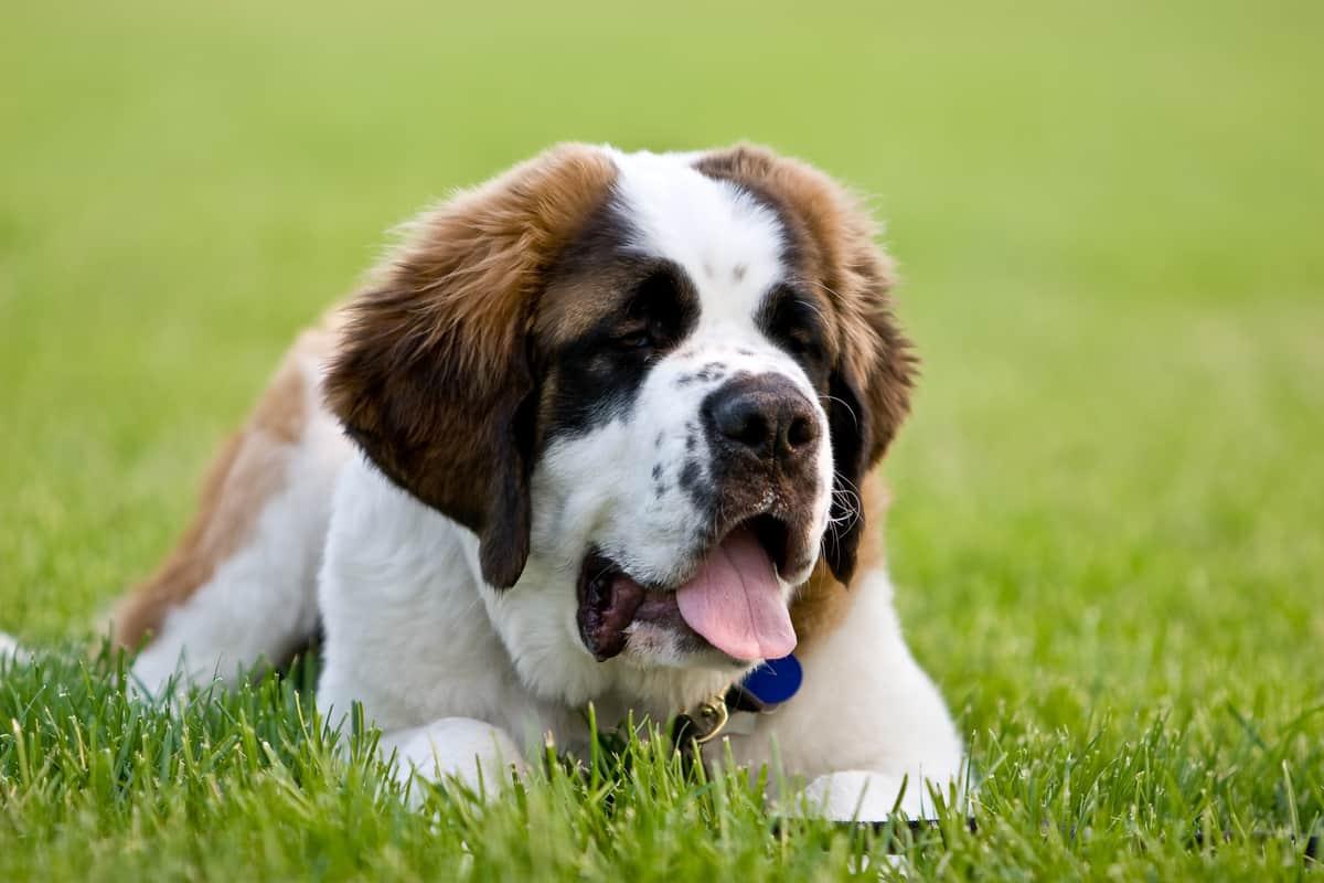 Saint Bernard Dog Breed Image 13