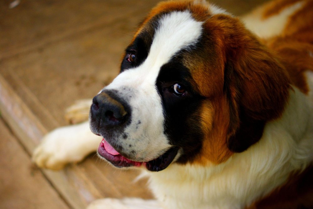 Saint Bernard Dog Breed Image 16