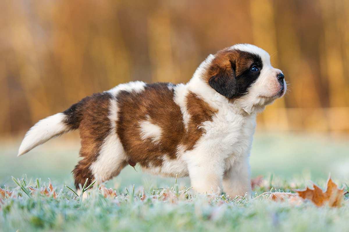 Saint Bernard Dog Breed Image 18