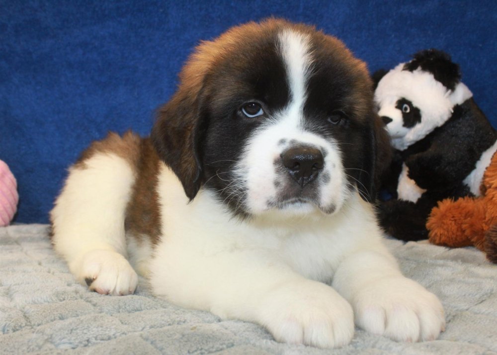 Saint Bernard Dog Breed Image 20