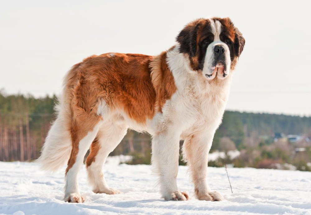 Saint Bernard Dog Breed Image 5