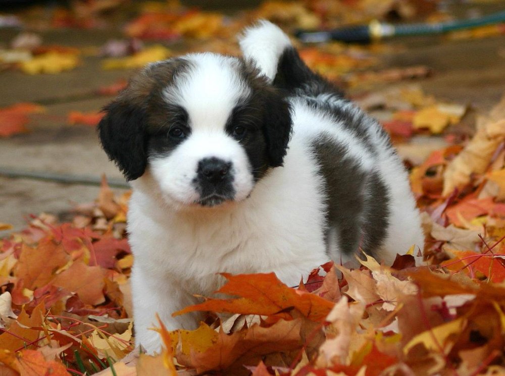 Saint Bernard Dog Breed Image 6