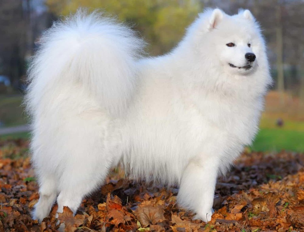 Samoyed Dog Breed Image 11