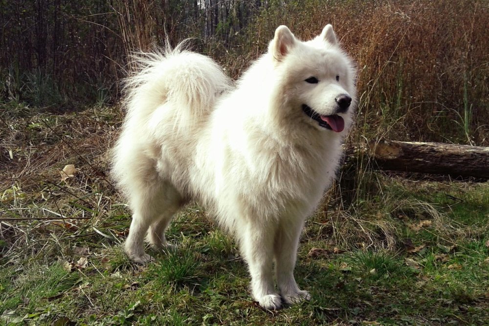 Samoyed Dog Breed Image 12