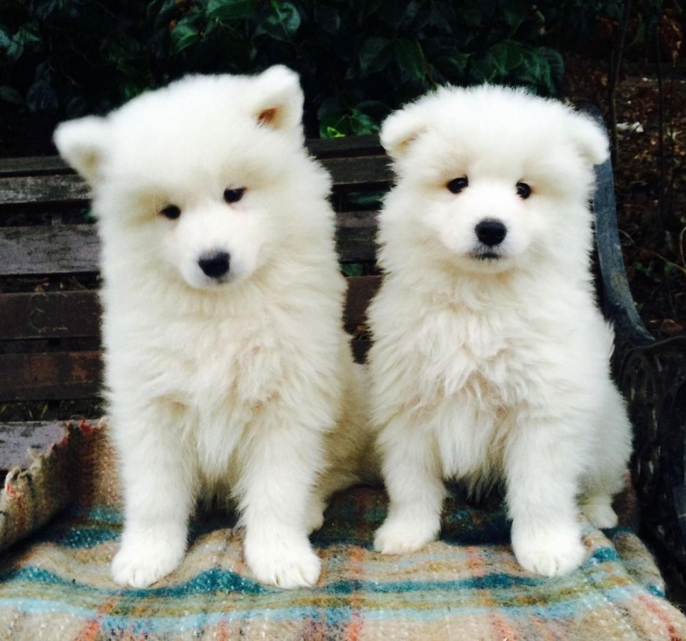 Samoyed Dog Breed Image 17