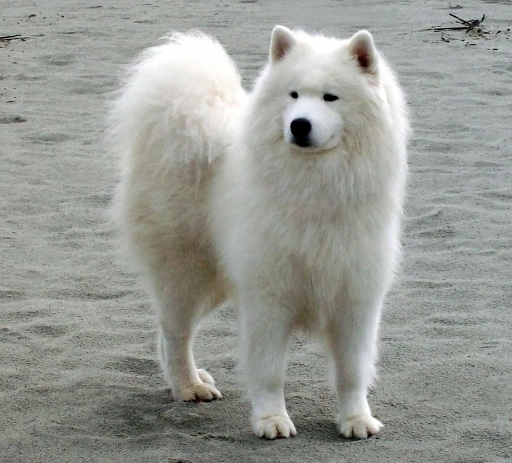 Samoyed Dog Breed Image 3