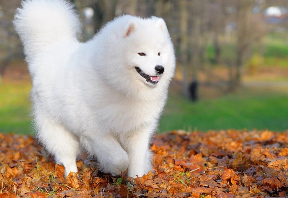 Samoyed Dog Breed Image 6