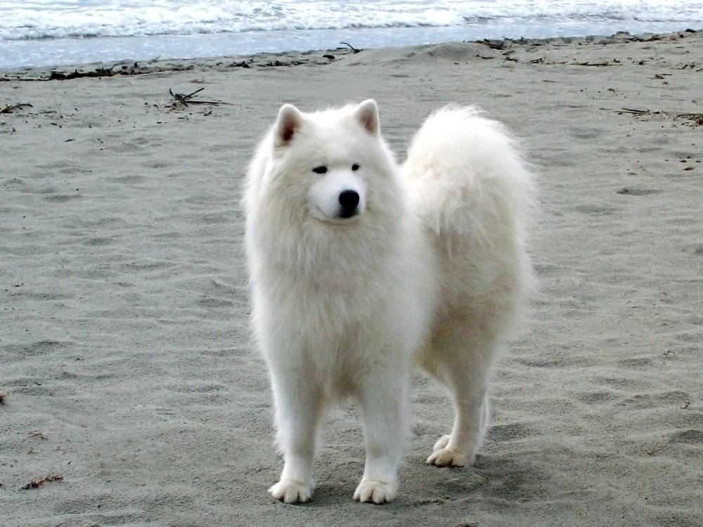 Samoyed Dog Breed Image 7