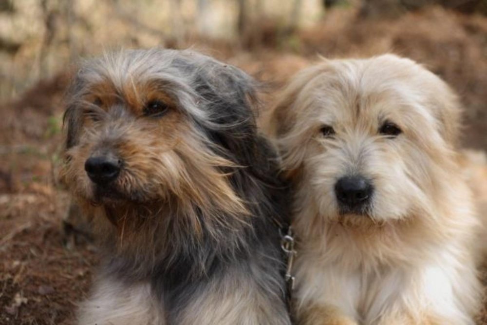 Sapsali Dog Breed Image 1