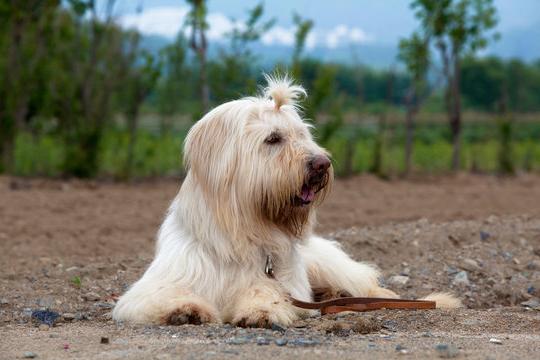 Sapsali Dog Breed Image 19