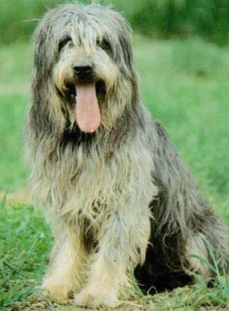 Sapsali Dog Breed Image 20