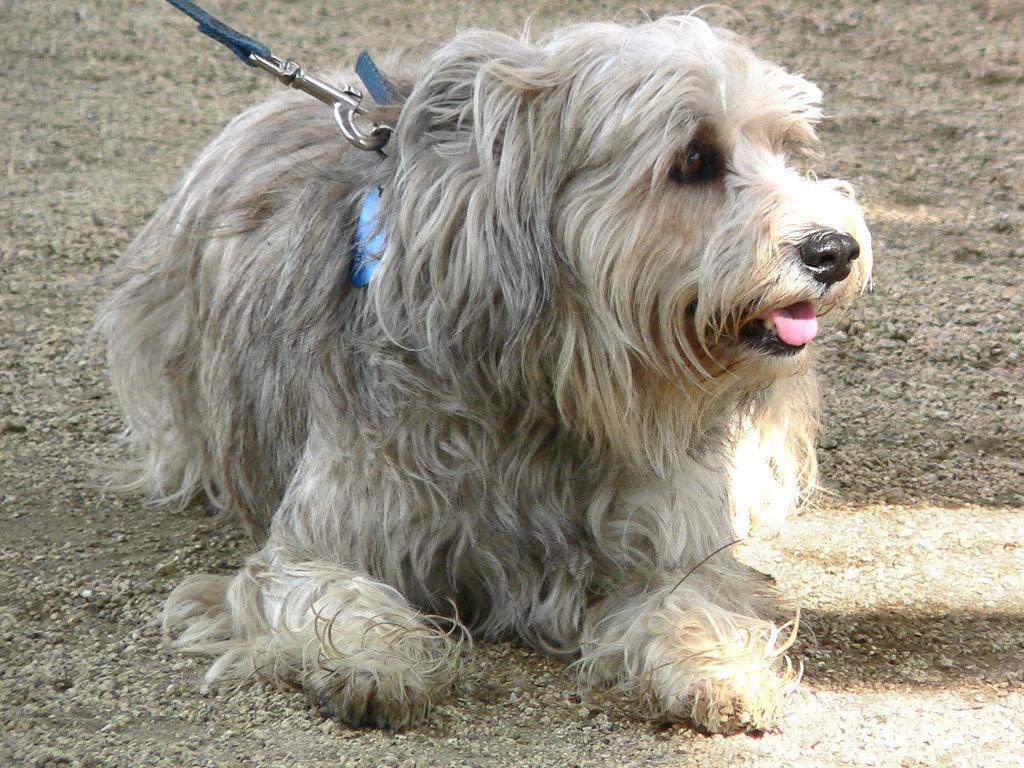 Sapsali Dog Breed Image 3