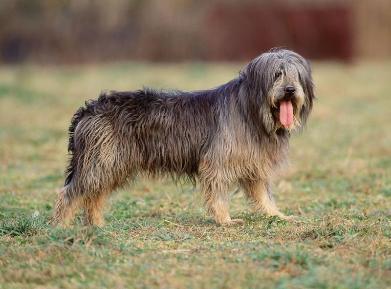 Sapsali Dog Breed Image 6