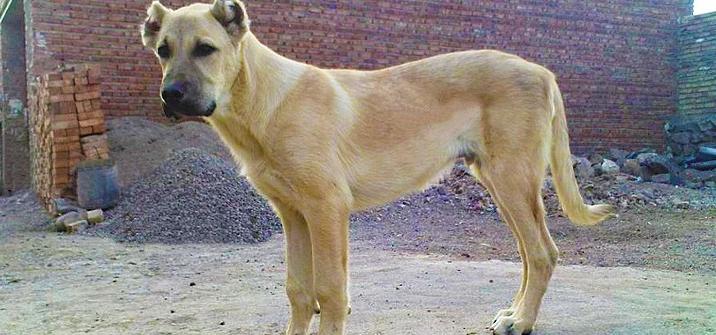 Sarabi Dog Breed Image 13