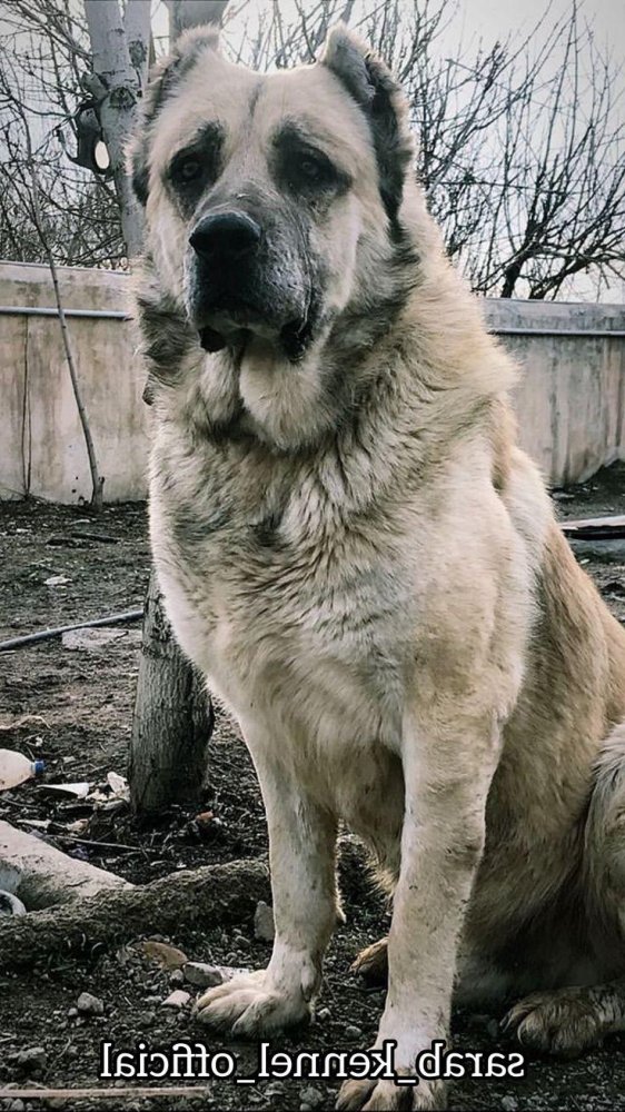 Sarabi Dog Breed Image 19