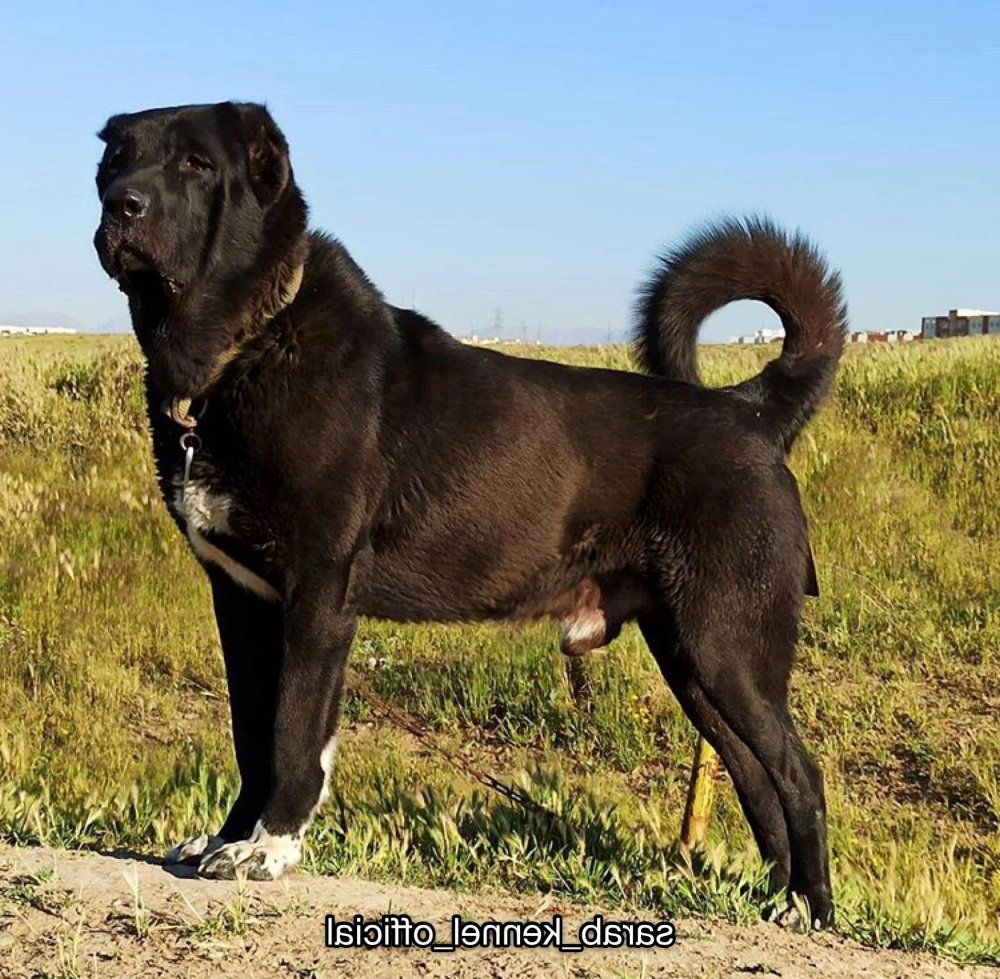 Sarabi Dog Breed Image 6