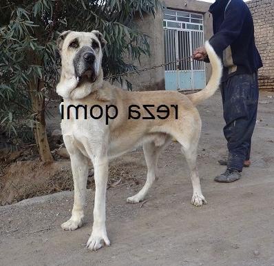 Sarabi Dog Breed Image 7