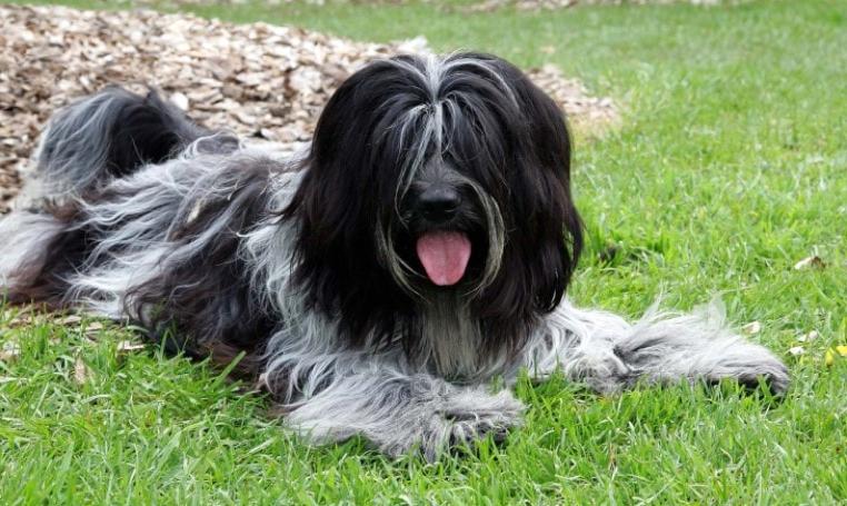 Schapendoes Dog Breed Image 2