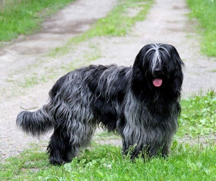 Schapendoes Dog Breed Image 20