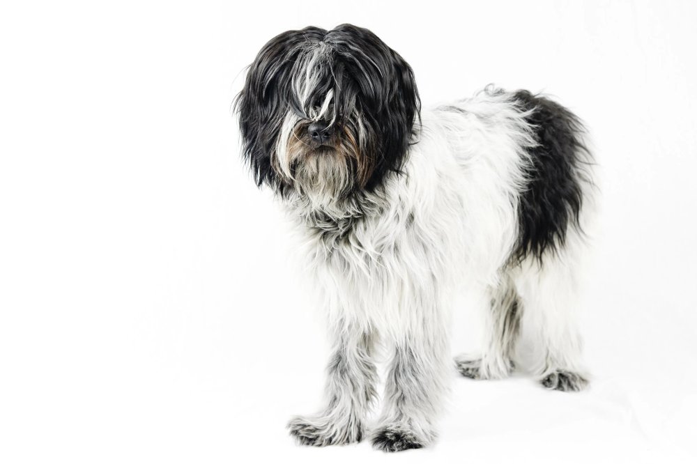 Schapendoes Dog Breed Image 3