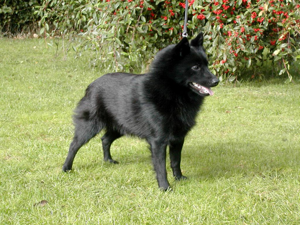 Schipperke Dog Breed Image 11