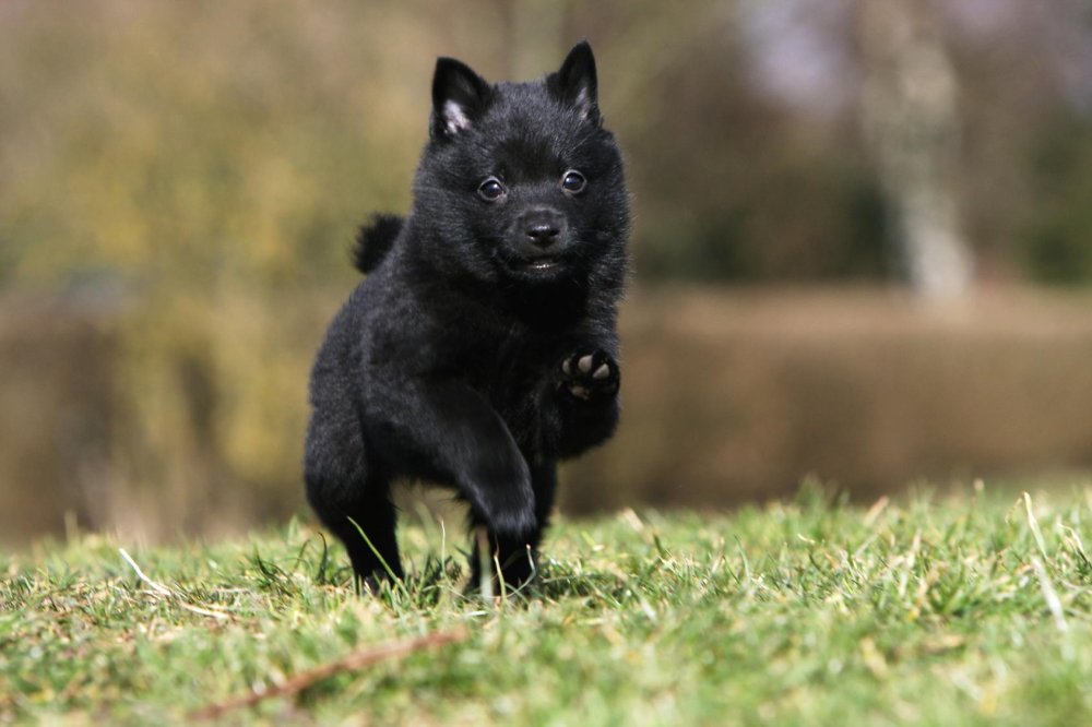 Schipperke Dog Breed Image 15