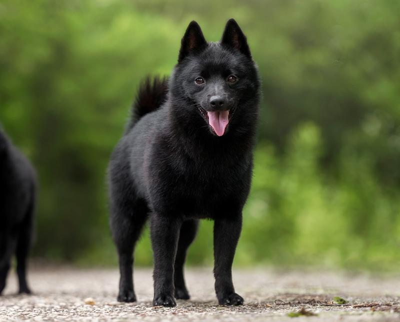 Schipperke Dog Breed Image 17