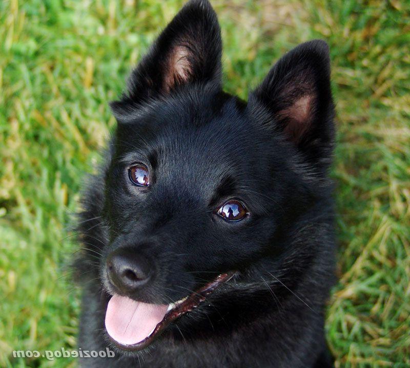 Schipperke Dog Breed Image 20